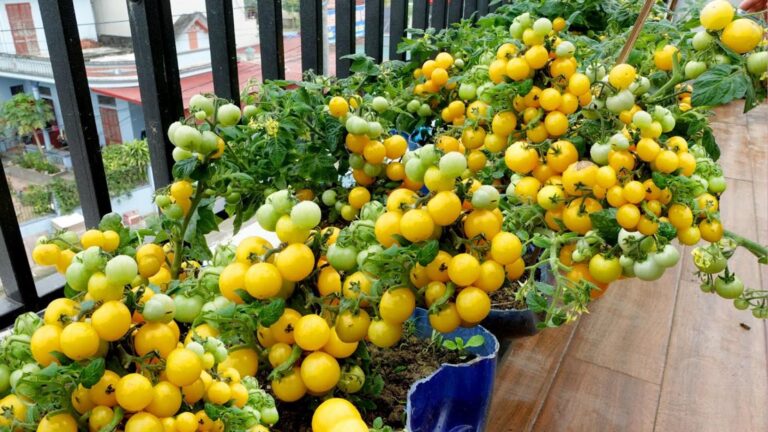 Diese einfache Mischung verwandelt deinen Balkon in eine ertragreiche Tomaten-Oase…