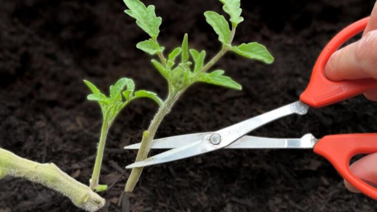 Diese einfache Methode lässt deine Tomatenpflanzen schneller wachsen und sorgt für eine