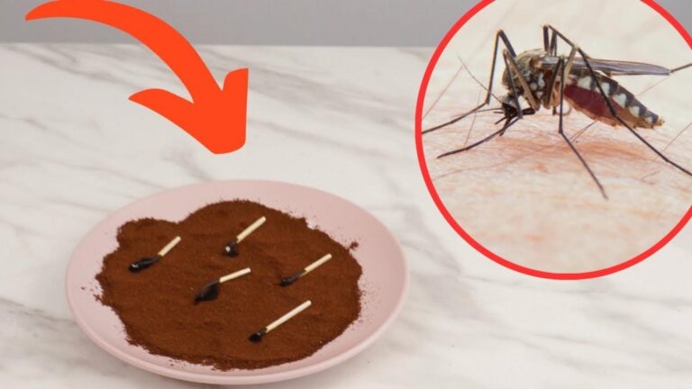 Diese einfache Lösung vertreibt Mücken sofort von deinem Balkon und macht den Sommer
