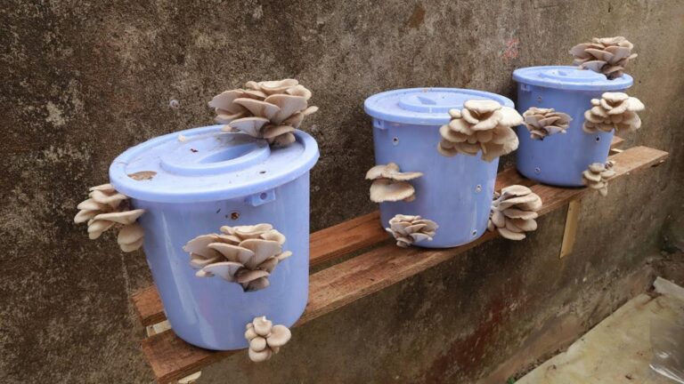 Dieser einfache Trick verwandelt jeden Garten in ein Pilzwunder… entdecke wie!