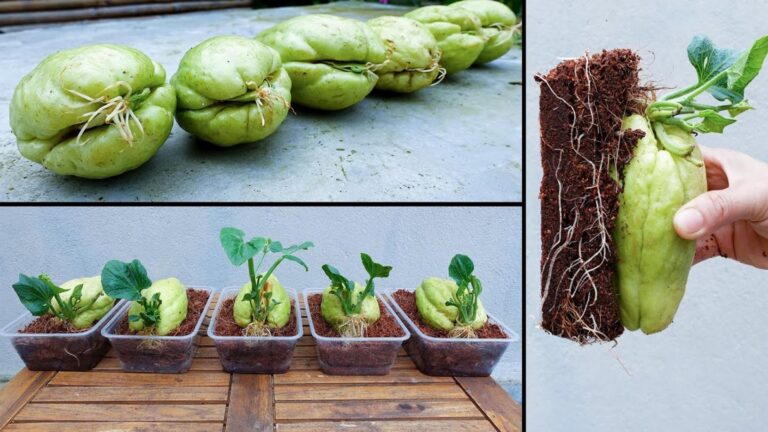 Ein alter Trick, um Chayote aus dem Supermarkt einfach zuhause zu vermehren…