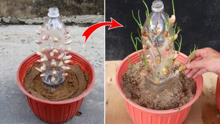 Dieser geniale Trick verwandelt Plastikflaschen in ein Zuhause für frisch sprießenden