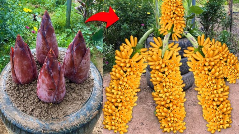 Diese erstaunliche Technik für Bananenbäume sorgt für eine üppige Ernte in Rekordzeit …
