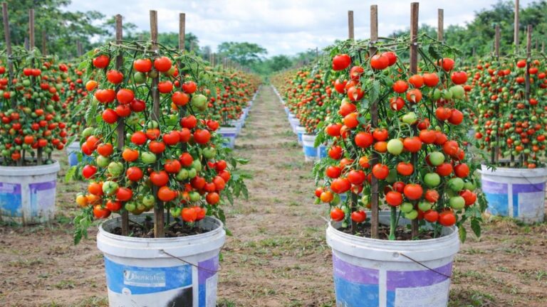 Diese einfache Technik verwandelt deinen Balkon in eine Tomatenoase für das ganze Jahr…
