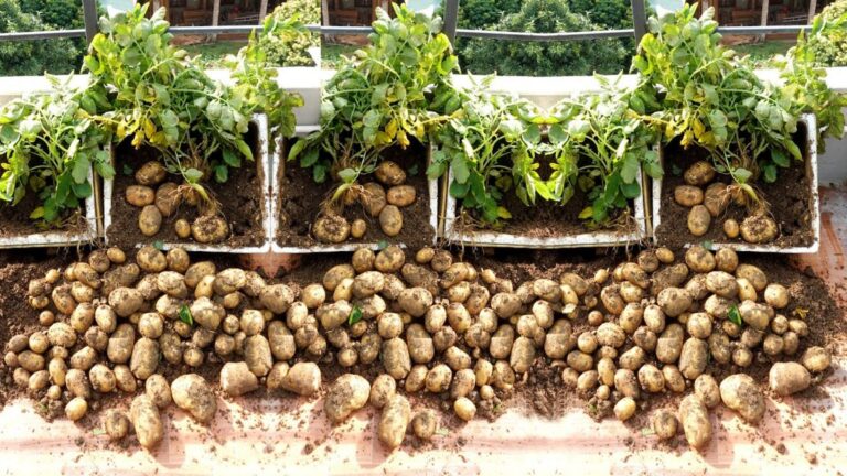 Dieser vergessene Trick lässt dich Kartoffeln ganz einfach selbst anbauen…