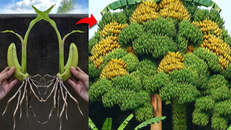 Dieser vergessene Trick verwandelt eine Banane in einen blühenden Baum … entdecke, wie!