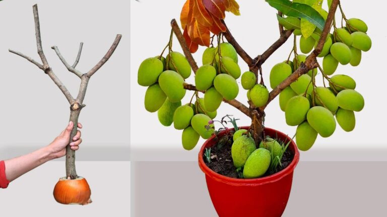 Diese einfache Technik mit Zwiebeln lässt deinen Mangobaum schnell und üppig wachsen…