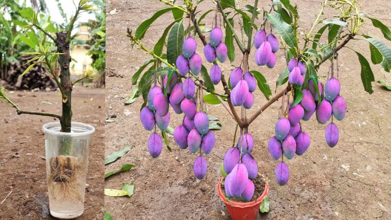 5 geniale Tipps zum Mangoanbau mit Bananen: So gelingt der perfekte Baum!