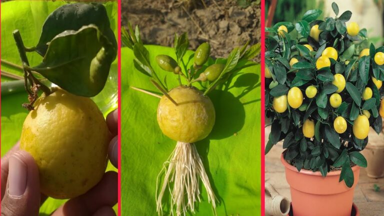 Limonen selbst ziehen: 5 einfache Schritte für 100% Erfolg!