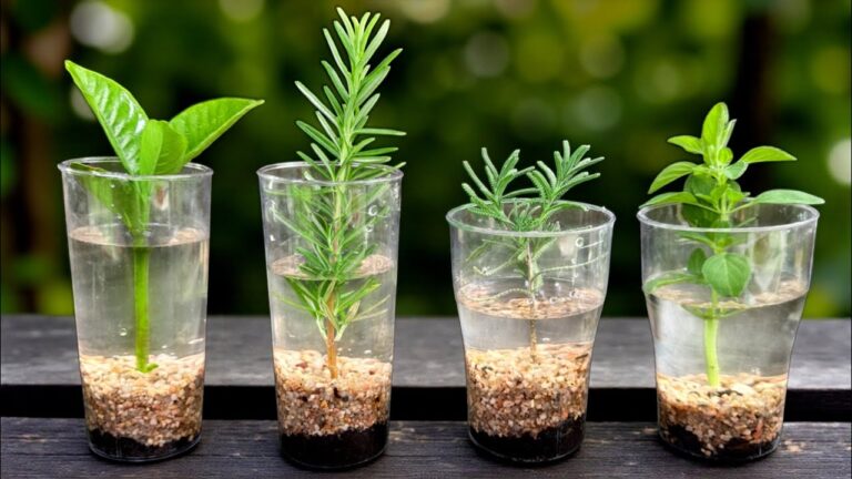 10 Tipps für schnelles Wurzelwachstum mit biologischer Wasser-Kultivierung