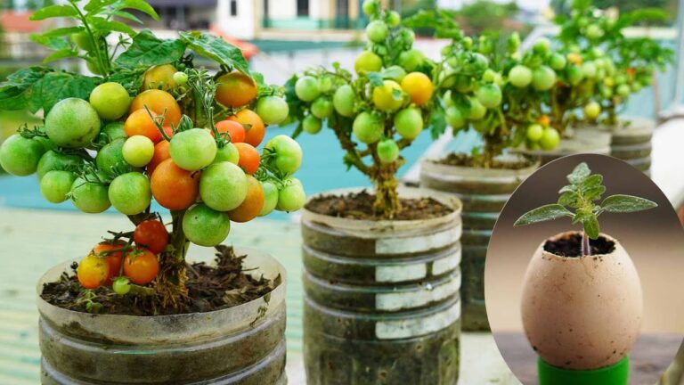 10 einfache Schritte zum Tomatenanbau in Plastikflaschen für neue Gärtner