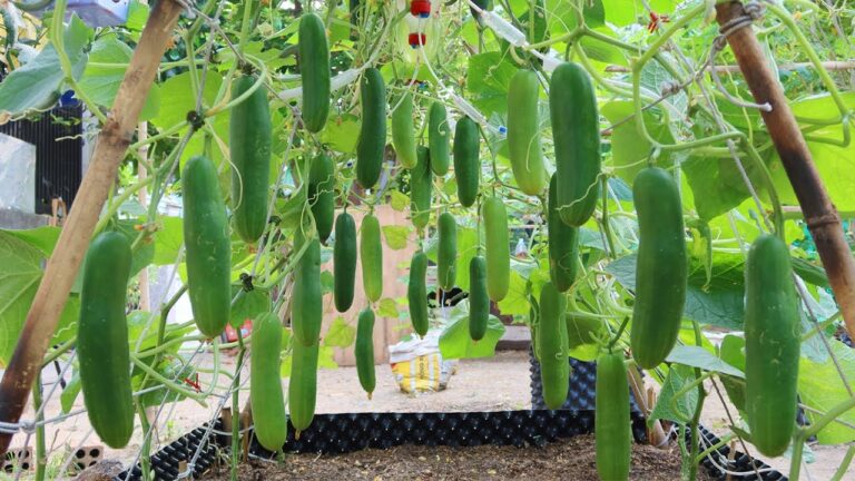 Vertikal Gurken anbauen: 5 Tipps für eine fruchtbare Ernte