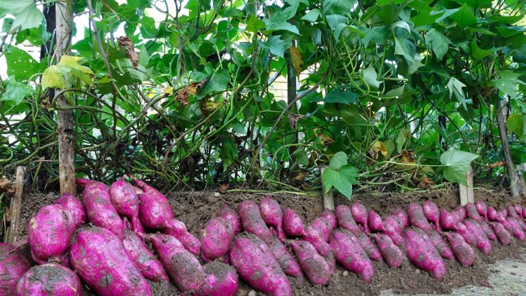 7 Schritte für den vertikalen Anbau von Süßkartoffeln mit maximaler Ernte!