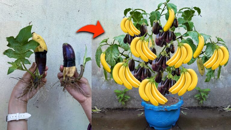 5 Tipps zum Veredeln von Auberginen mit Bananen für mehr Ertrag in kurzer Zeit