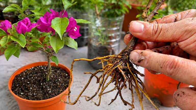 5 einfache Schritte, um Ranken der Bougainvillea erfolgreich zu bewurzeln