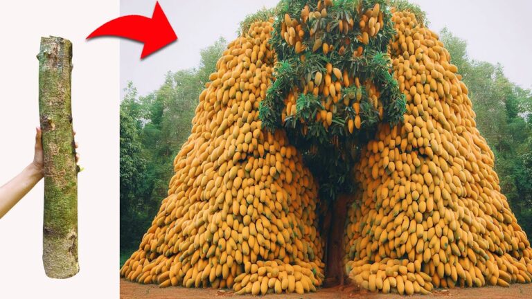 Graftete Mangobäume: 5 Tipps für die schnellsten und größten Früchte