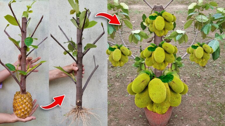 7 Tipps für 100 % Erfolg beim Anbau von Jackfruchtbäumen in Ananas!