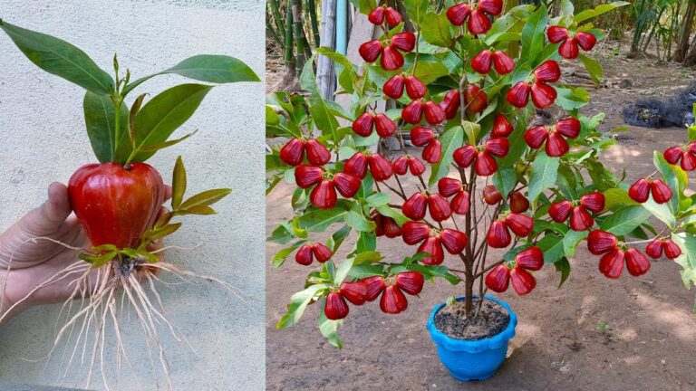 5 Schritte zum erfolgreichen Anbau eines Java-Apfelbaums aus Früchten und Aloe Vera