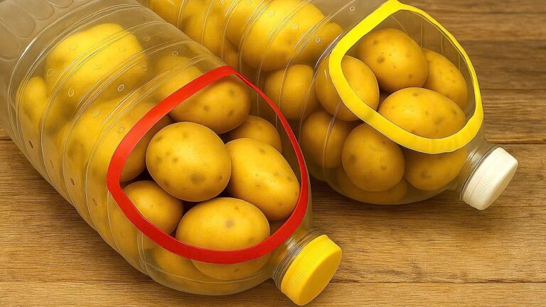 7 geniale Tipps, um Kartoffeln ein ganzes Jahr frisch zu lagern!