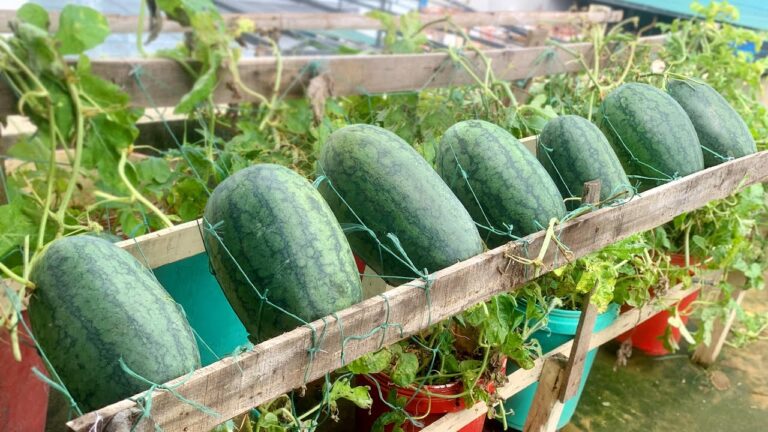 So ziehst du 5 süße Wassermelonen auf deiner Terrasse ganz einfach an!