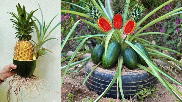 5 Schritte, um Ananas und Wassermelone erfolgreich zu veredeln und fruchtige Ernten zu genießen
