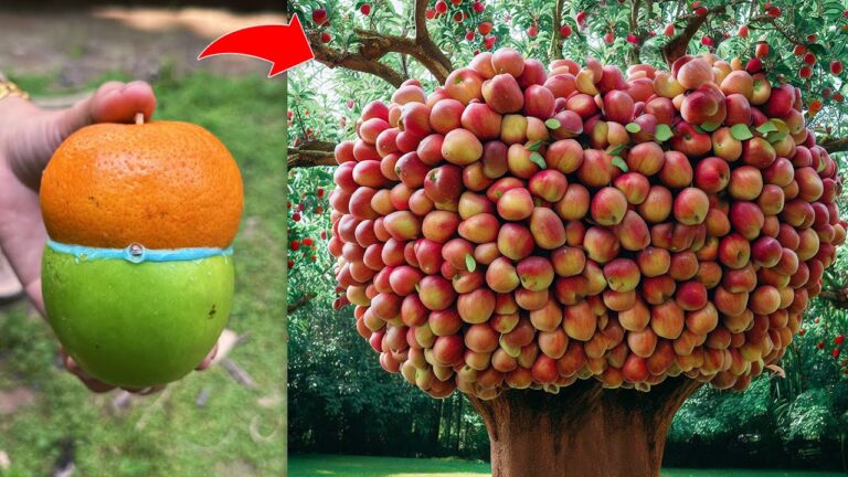 5 Schritte, um Apfel- und Orangenbäume erfolgreich zu veredeln!