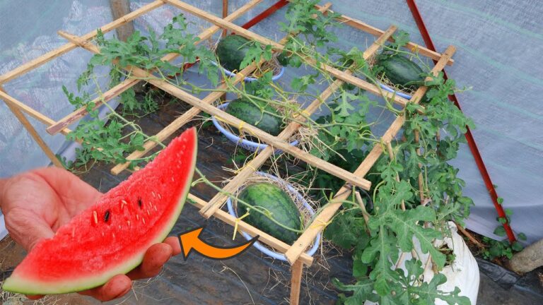 7 Tipps für den perfekten saftigen Wassermelonen-Anbau zu Hause
