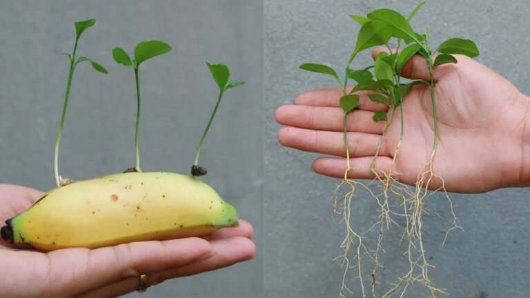 5 Tipps, um zu Hause Zitronen in Bananen erfolgreich anzubauen!
