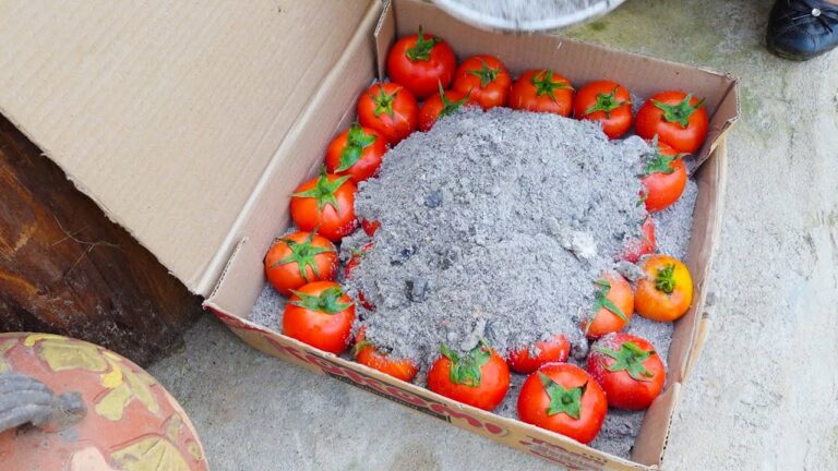 5 geniale Tipps, um frische Tomaten jahrelang zu konservieren und Kartoffeltorten zu backen!