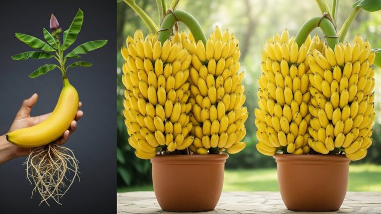 Banane vermehren: 5 einfache Schritte für 100% Erfolg!