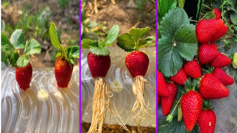 Erdbeeren in Wasser züchten: 5 einfache Schritte mit Knoblauch entdecken!