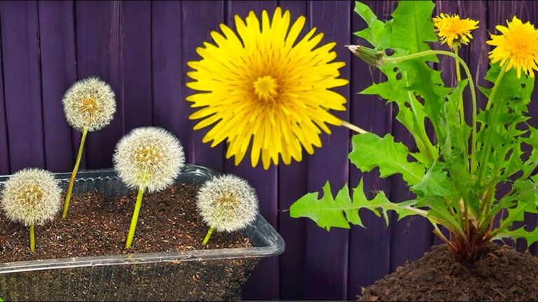 Diente de León: 5 Tipps für den Anbau in deinem Zuhause!