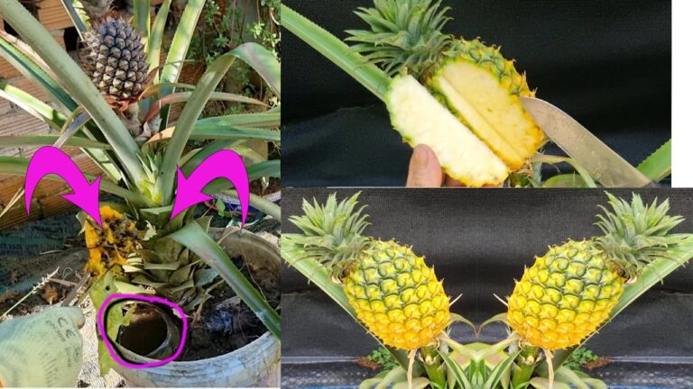 5 Tipps für die erfolgreiche Anzucht von Ananas zu Hause für süße Früchte