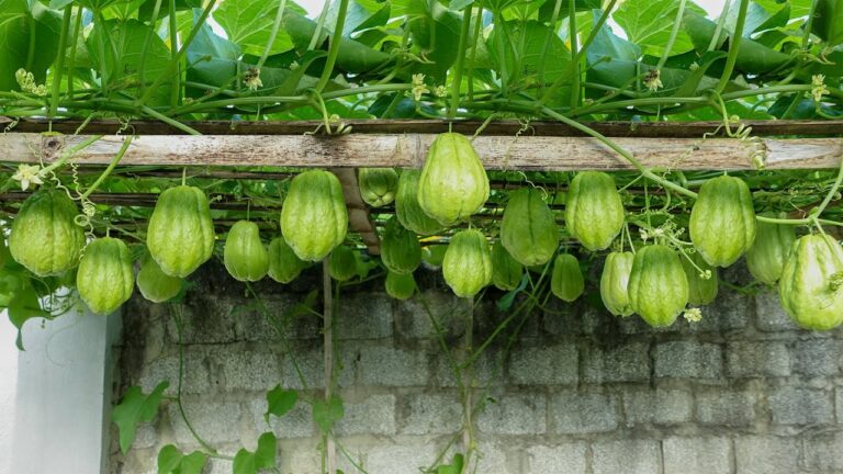 Chayote anbauen: 5 Schritte für eine epische vertikale Ernte