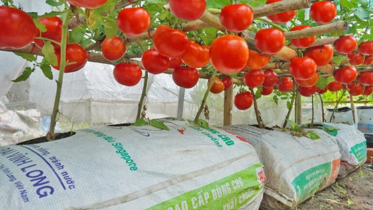 10 Schritte, um Tomaten selbst anzubauen – nie wieder kaufen!