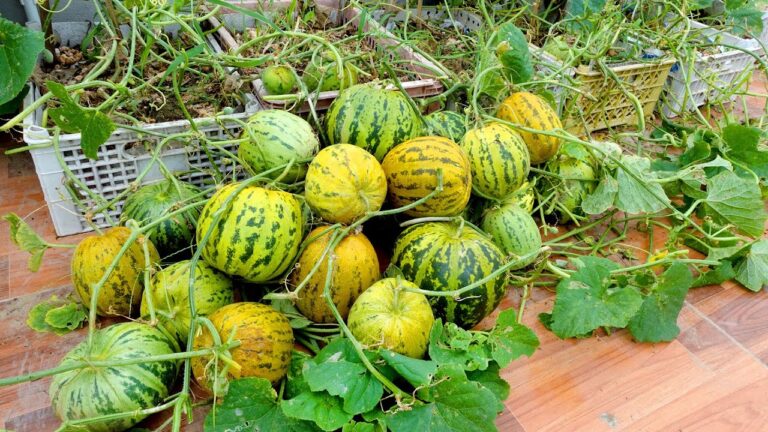 7 Tipps für erfolgreiches Melonenpflanzen auf der Terrasse