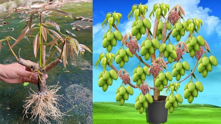 Mango und Tomaten: 5 erstaunliche Tricks für mehr Früchte im Garten!