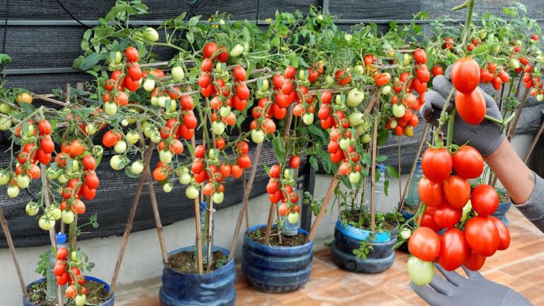 7 einfache Schritte für ertragreiche Tomaten mit Plastikflaschen entdecken!