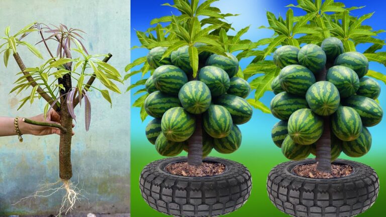 Mango und Wassermelone: 5 Tipps für schnelles Wachstum und intensive Fruchtproduktion!