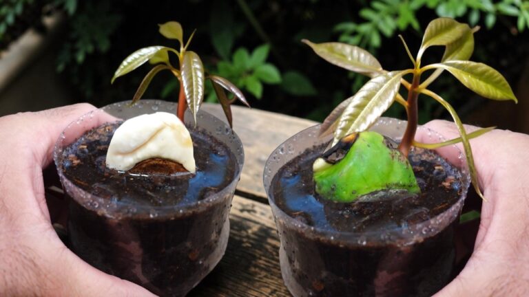 Mango-Anbau: 5 einfache Schritte, um aus Samen schnell Früchte zu ziehen!