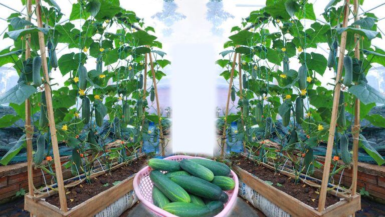 10 Tipps für den Anbau von Gurken zuhause für eine reiche Ernte