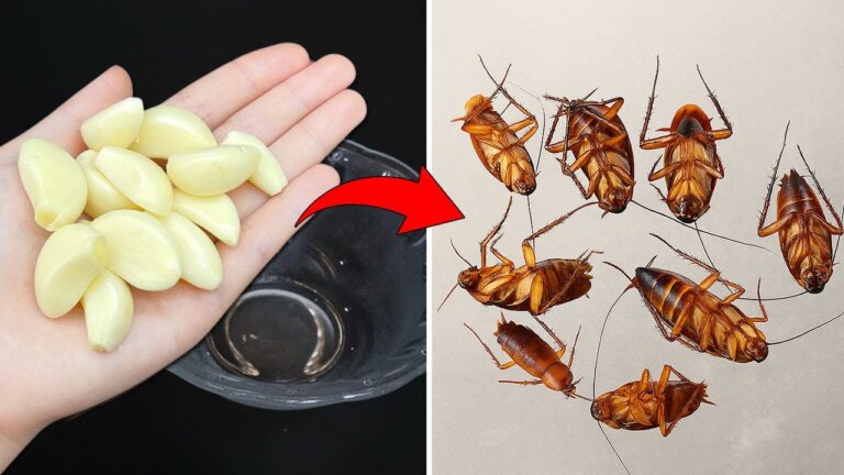 Eine Knoblauchzehe gegen Kakerlaken: 5 einfache Tricks für ein kakerlakenfreies Zuhause!