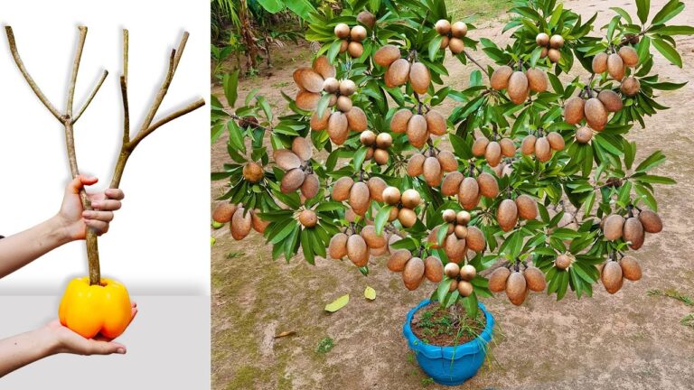 5 Schritte, um einen Sapodilla-Baum mit Paprika und Aloe Vera zum Fruchten zu bringen