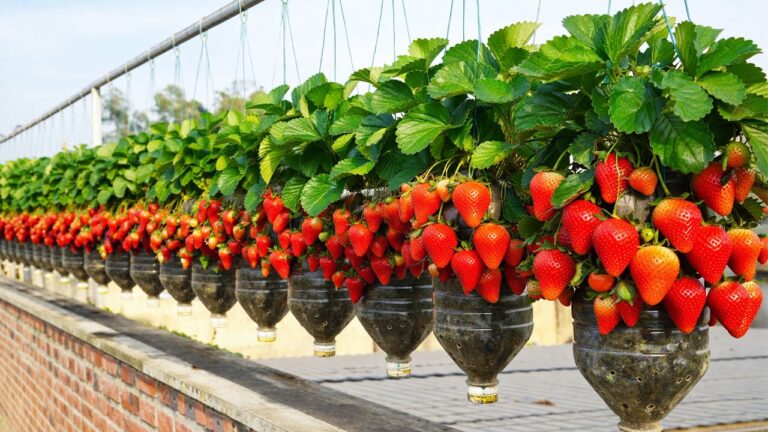 5 erstaunliche Tipps für Erdbeeren aus Plastikflaschen – So einfach geht’s!