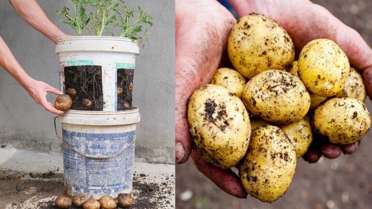 5 einfache Schritte zum Kartoffelanbau in alten Farbtöpfen für Anfänger