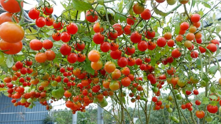 10 einfache Schritte für hohe Tomatenerträge in Plastikflaschen entdecken