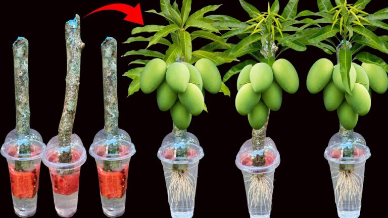 5 geniale Tipps für das schnelle Veredeln von Mangobäumen mit Aloe Vera und Wassermelone