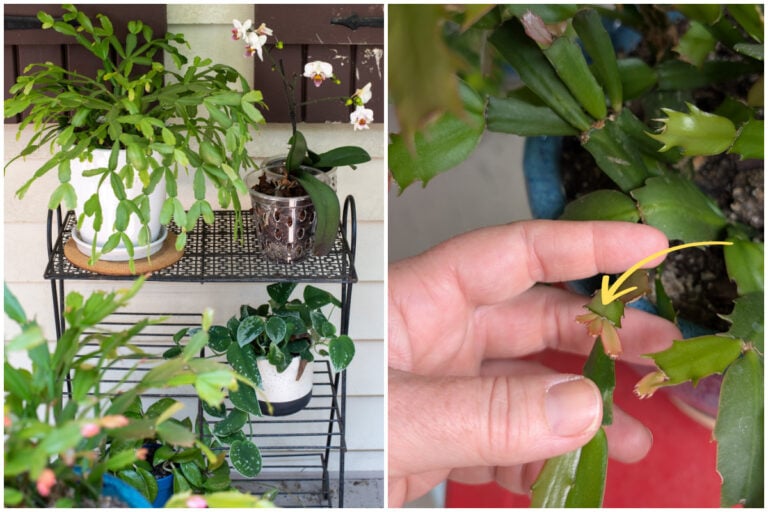 So pflegen Sie Ihren Weihnachtskaktus im August für eine üppige Blüte
