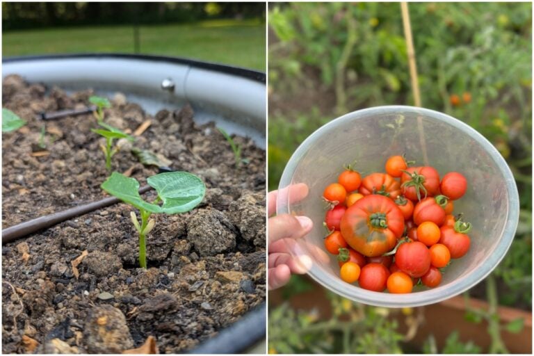 7 Gartenaufgaben im August, die Ihren Garten retten oder ruinieren können
