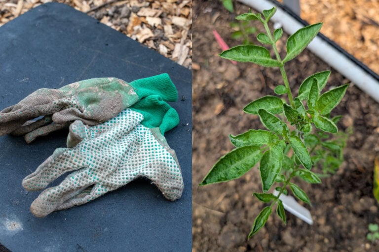 Schlechte Gartenhygiene kann Krankheiten in deinem Gemüse verbreiten